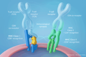 Sinapse imunológica: TCR-CD8 reconhecendo MHC I e TCR-CD4 reconhecendo MHC II.